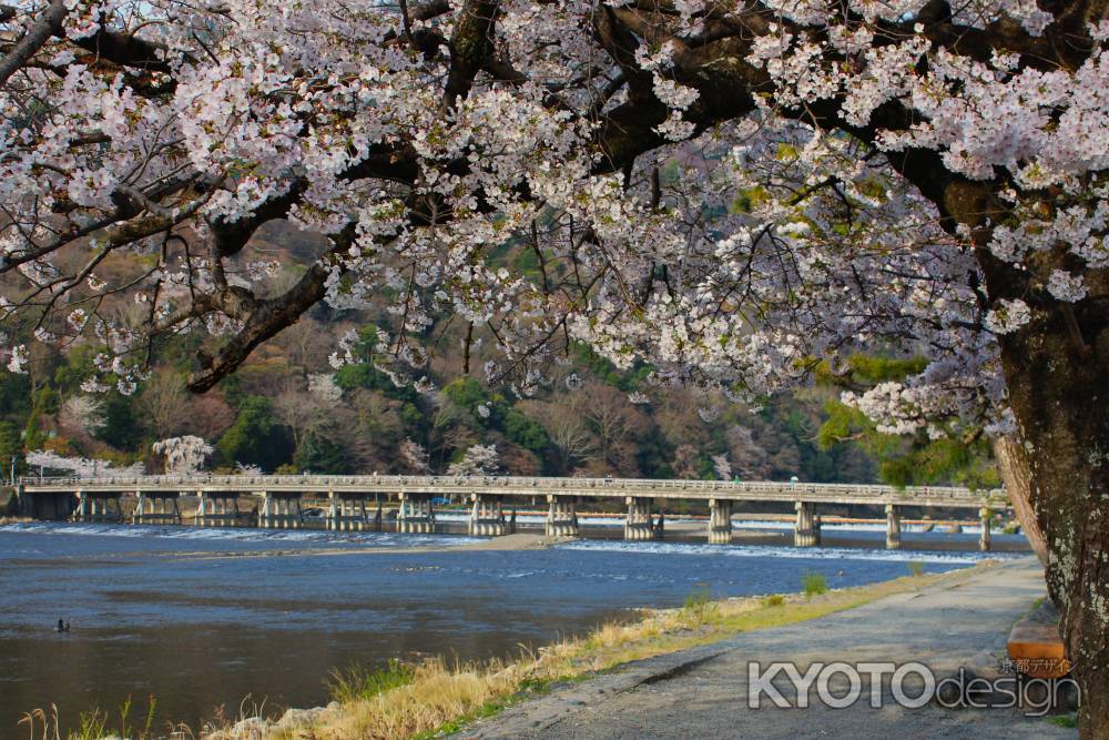 嵐山公園の桜