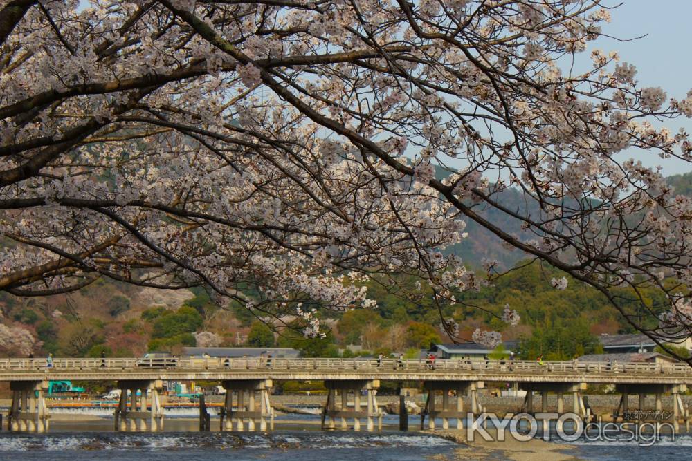 渡月橋と桜