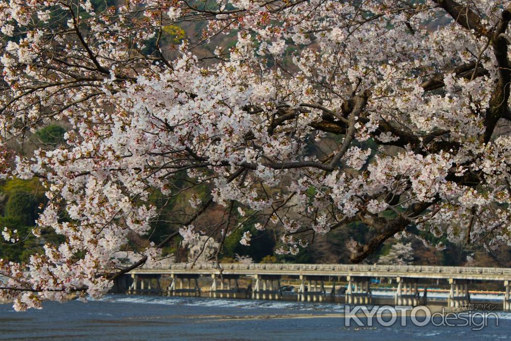 渡月橋を渡る桜