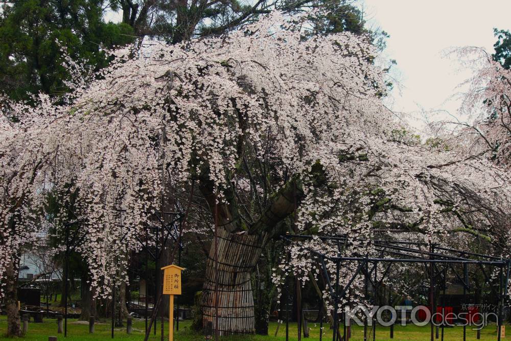 上賀茂神社　御所桜