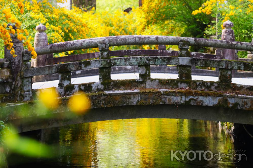 松尾大社の山吹