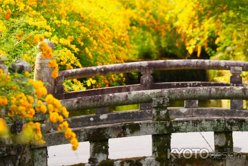 松尾大社の山吹③