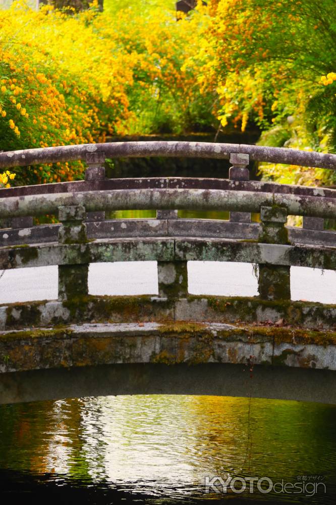 松尾大社の山吹②