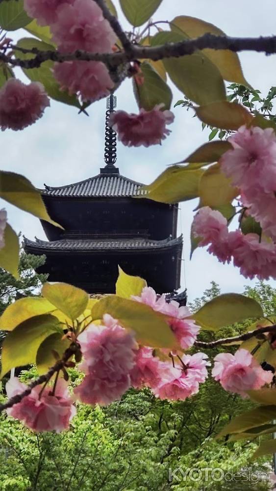 仁和寺　八重桜