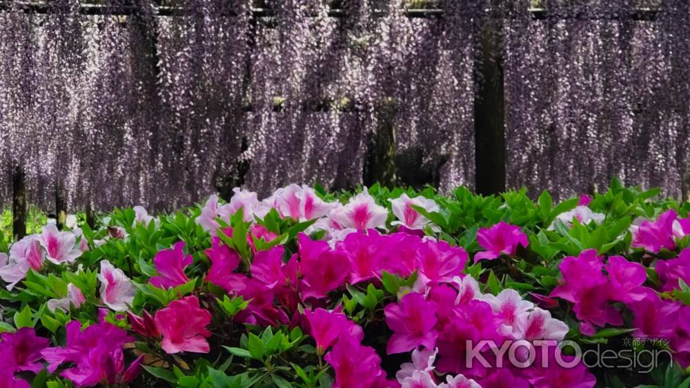 平等院の藤とつつじ