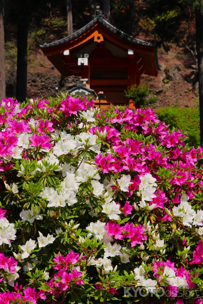 三室戸寺つつじ