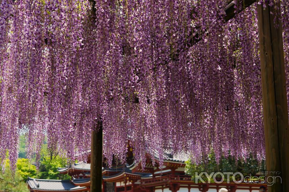 宇治平等院の藤