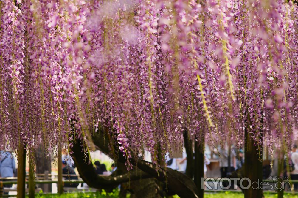 平等院満開ゆれる藤