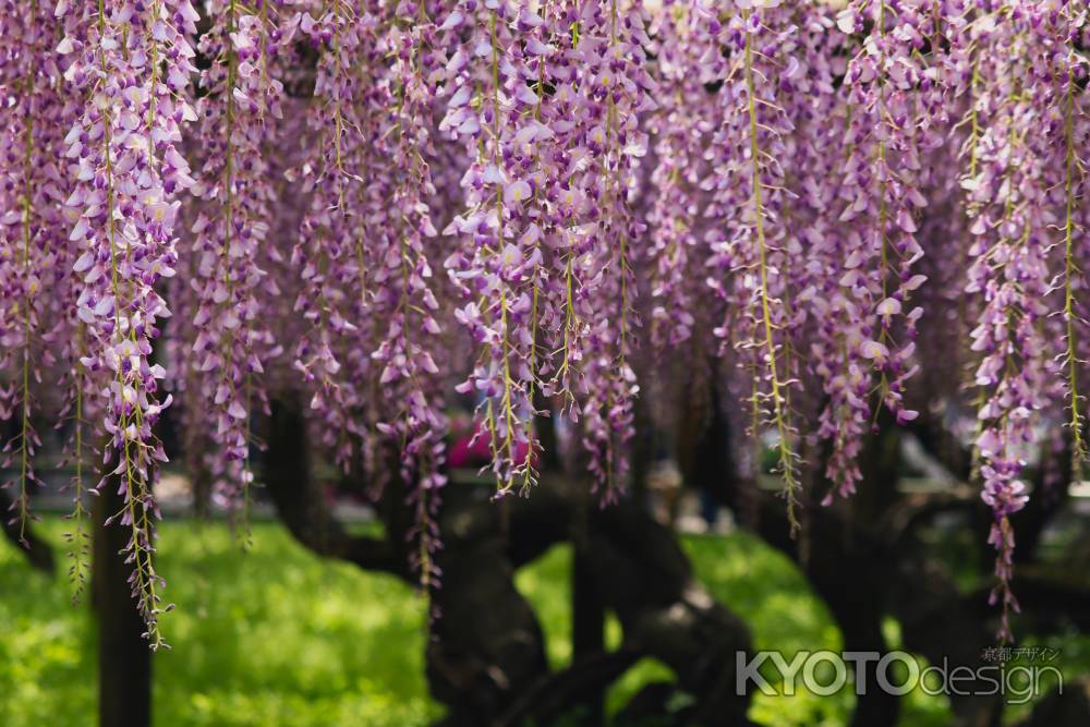 宇治平等院の藤