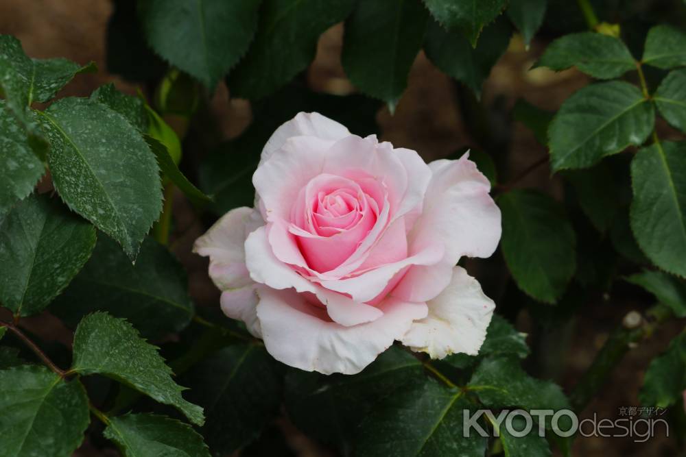 京都府立植物園　バラ