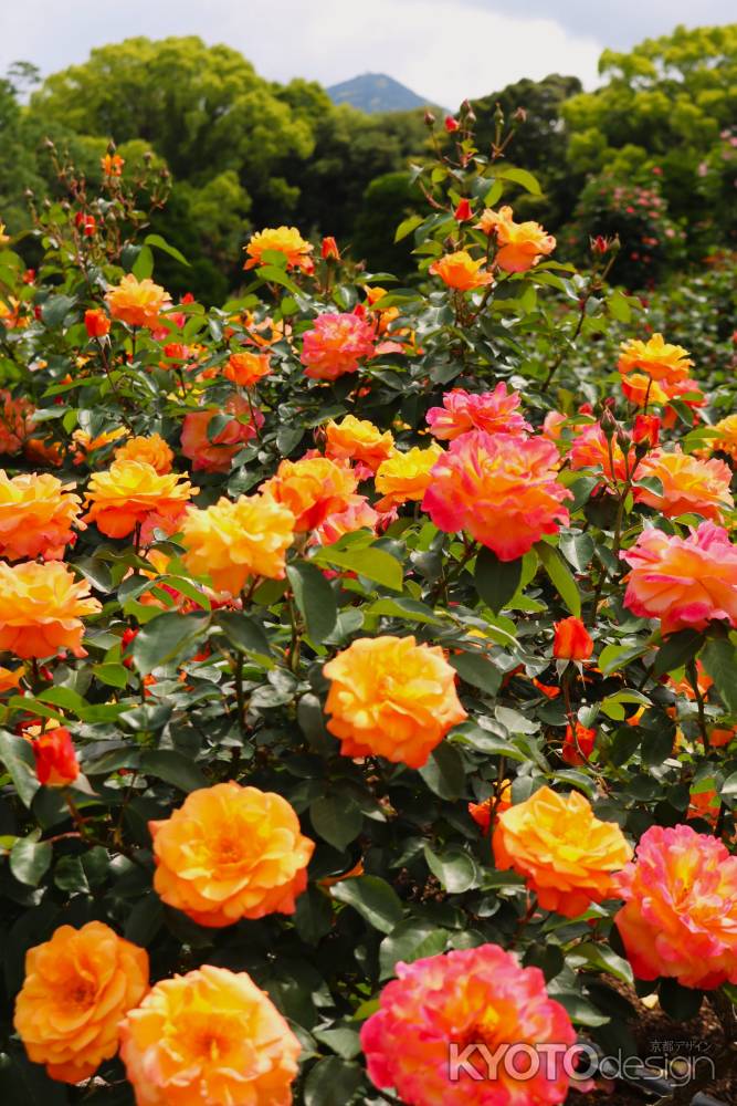 京都府立植物園　バラ2