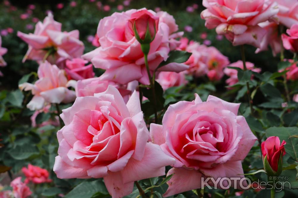 京都府立植物園　バラ3
