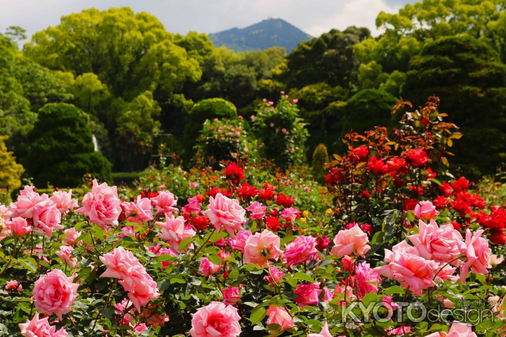 京都府立植物園　バラ4