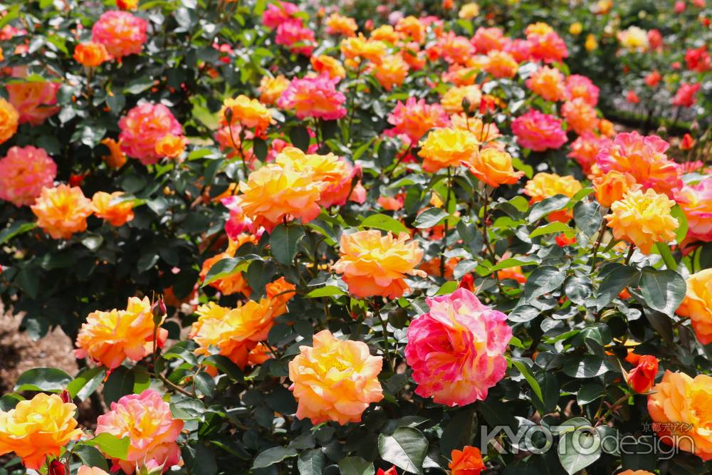 京都府立植物園　バラ5