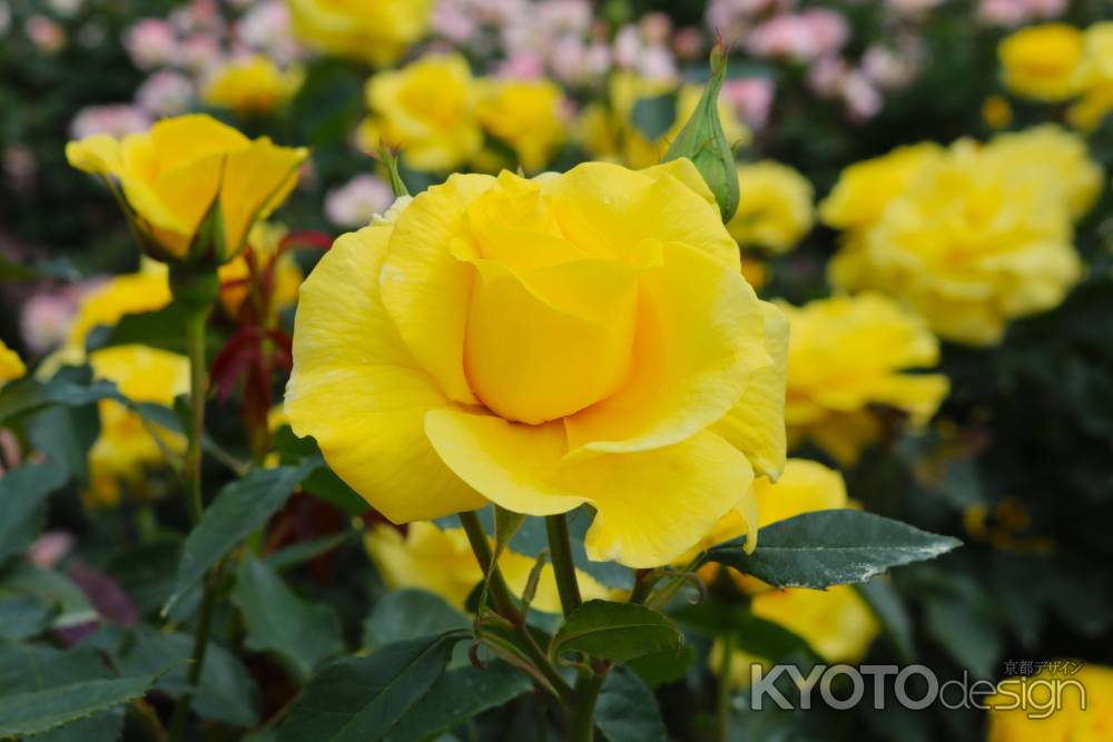 京都府立植物園　バラ6