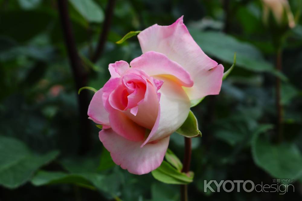 京都府立植物園　バラ7