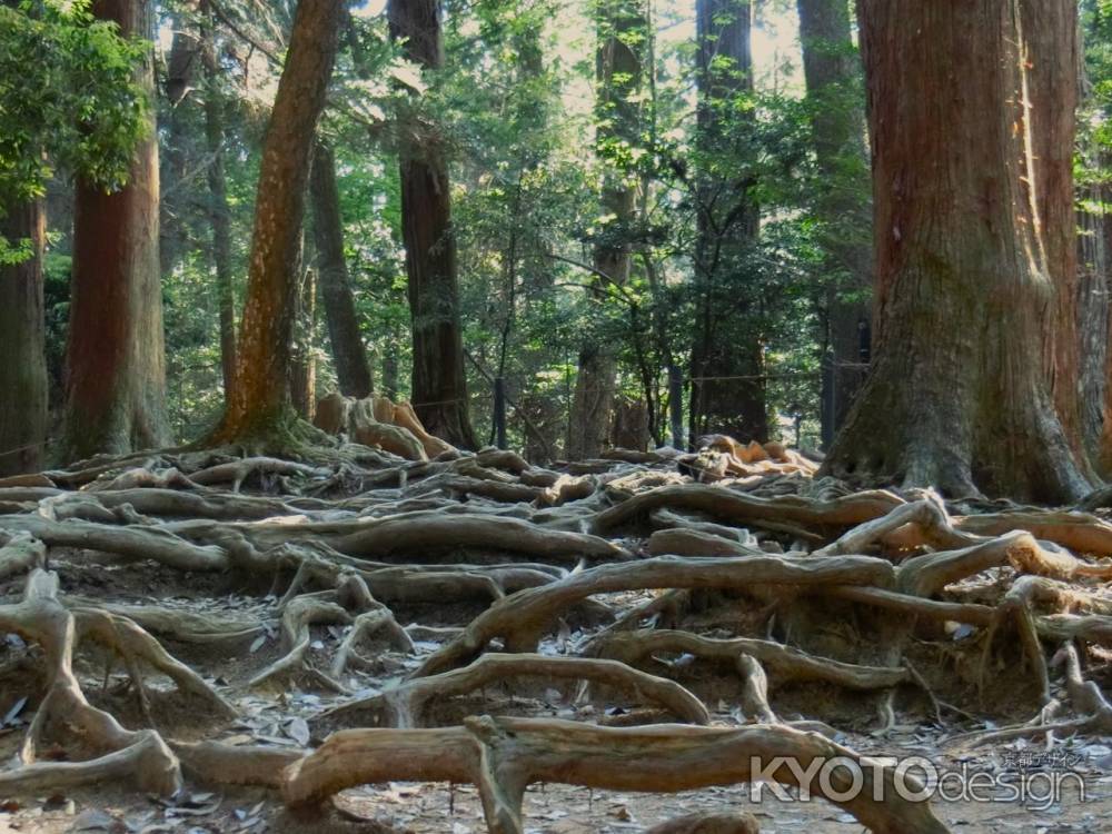 鞍馬寺木の根道