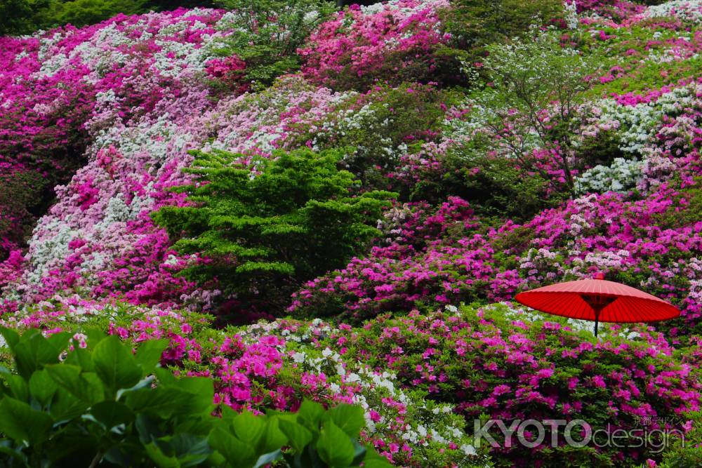 三室戸寺のつつじ
