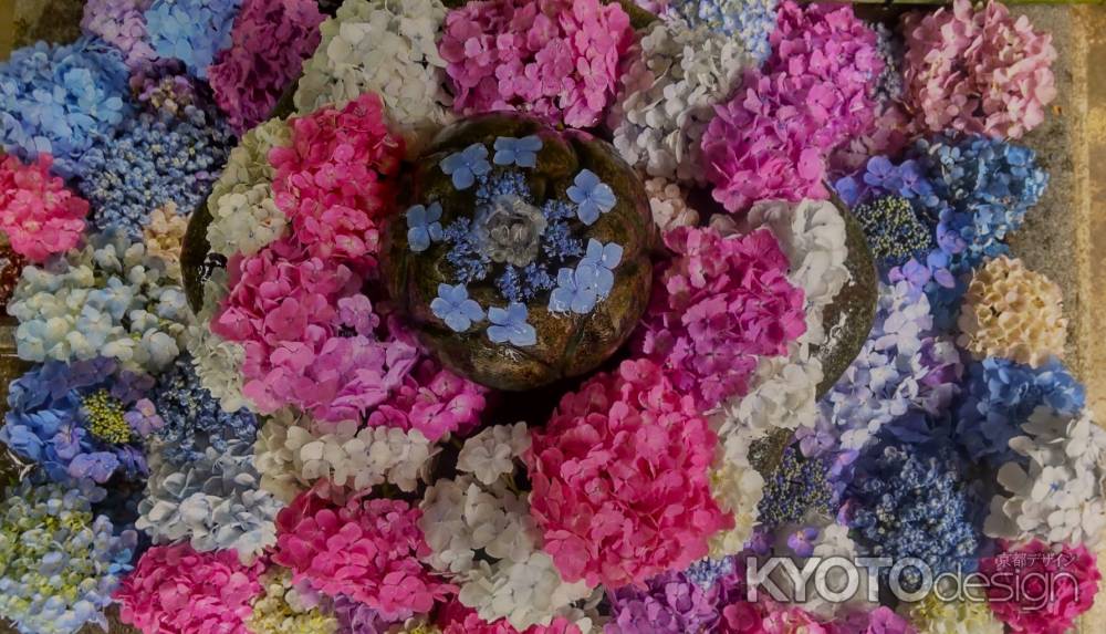 福知山市観音寺のあじさい