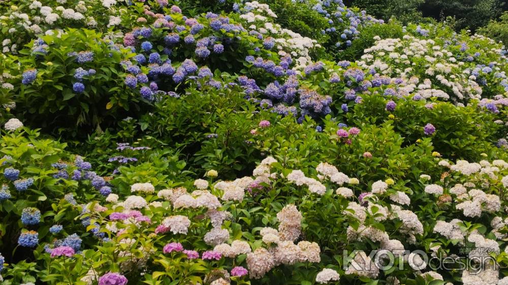 福知山市観音寺のあじさい2