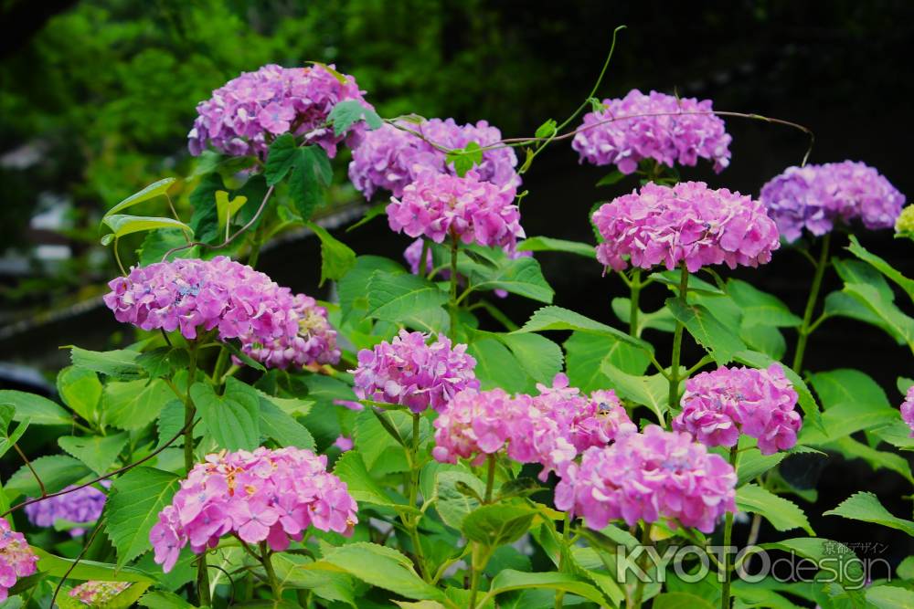 観音寺のあじさいピンク