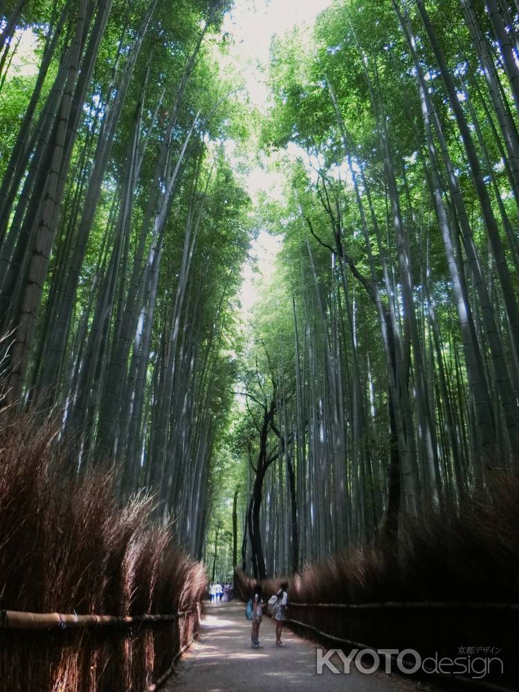 嵐山公園竹林の道