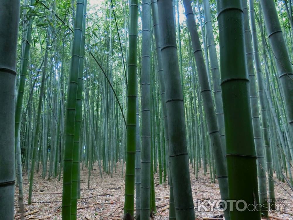 嵐山公園竹林の道2