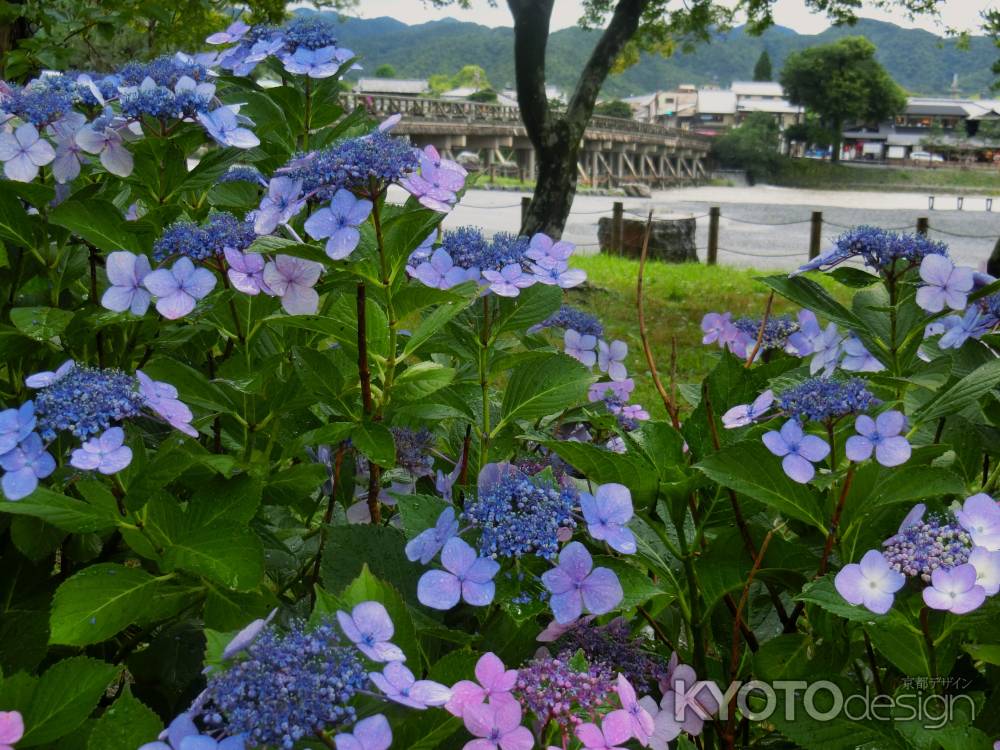 嵐山公園紫陽花2