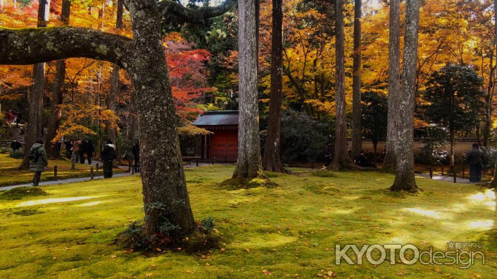 大原三千院の紅葉