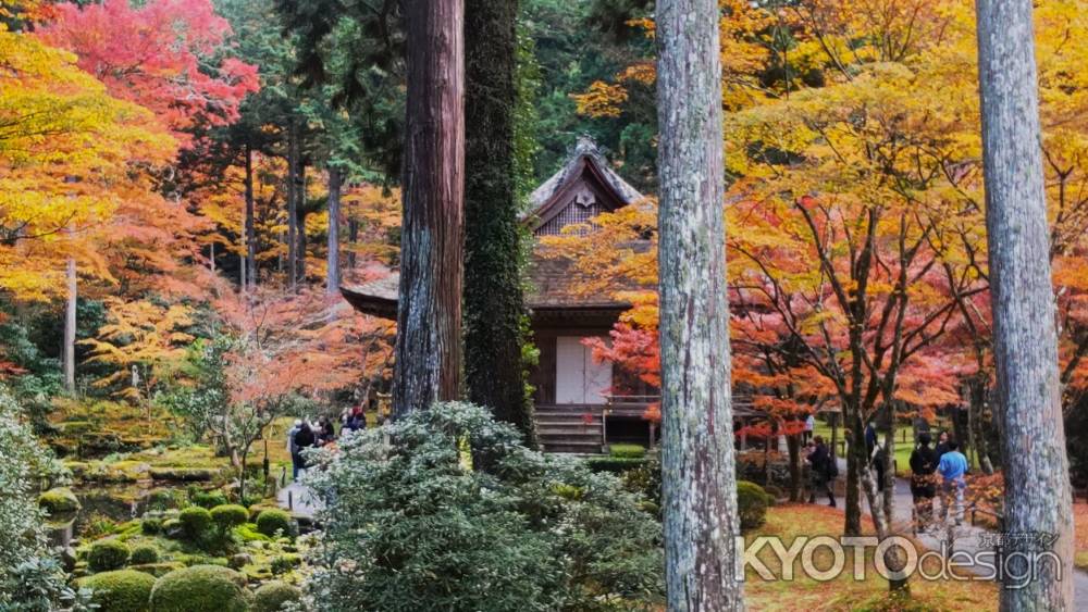 大原三千院の紅葉③