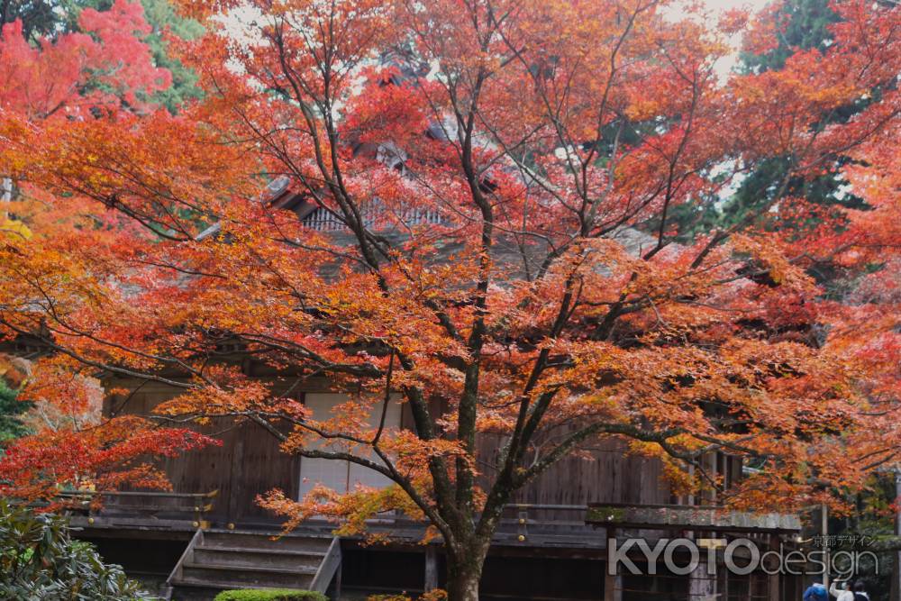 大原三千院 圧巻の紅葉