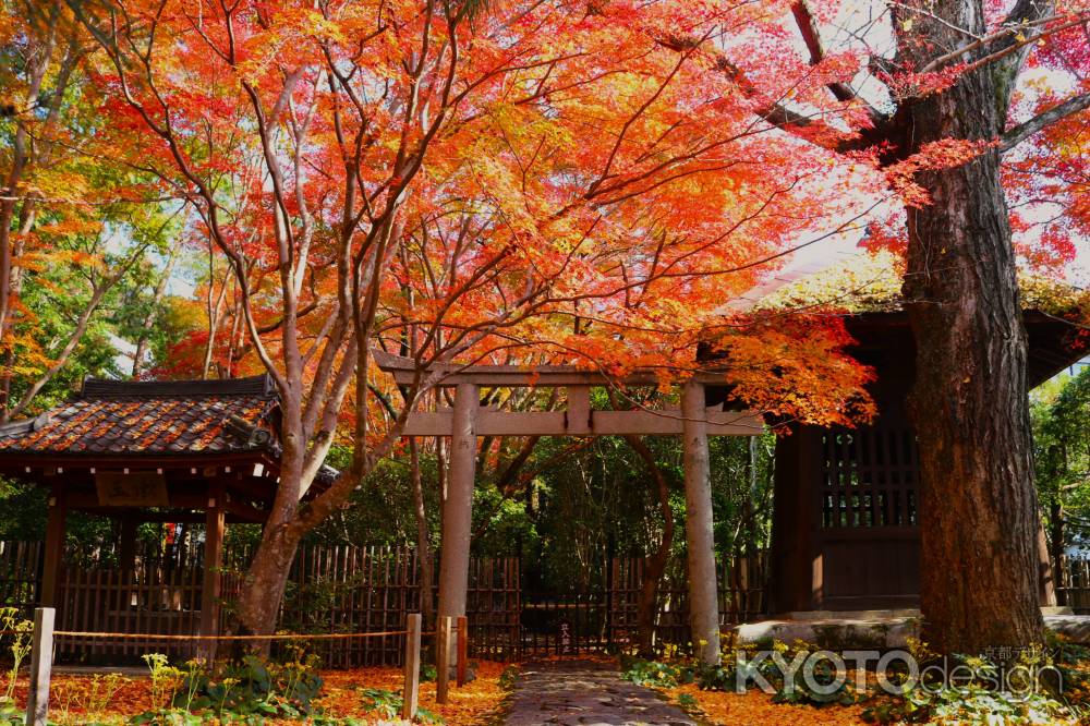 蓮華寺の紅葉 ②