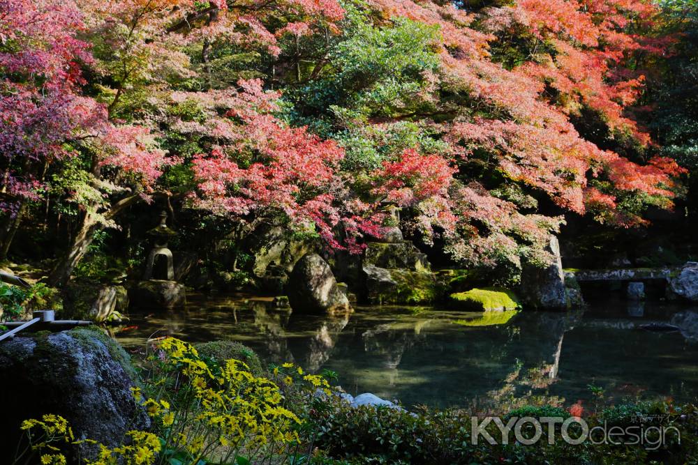 蓮華寺の紅葉 ③