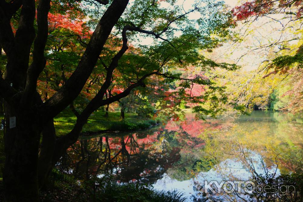 京都府立植物園の紅葉