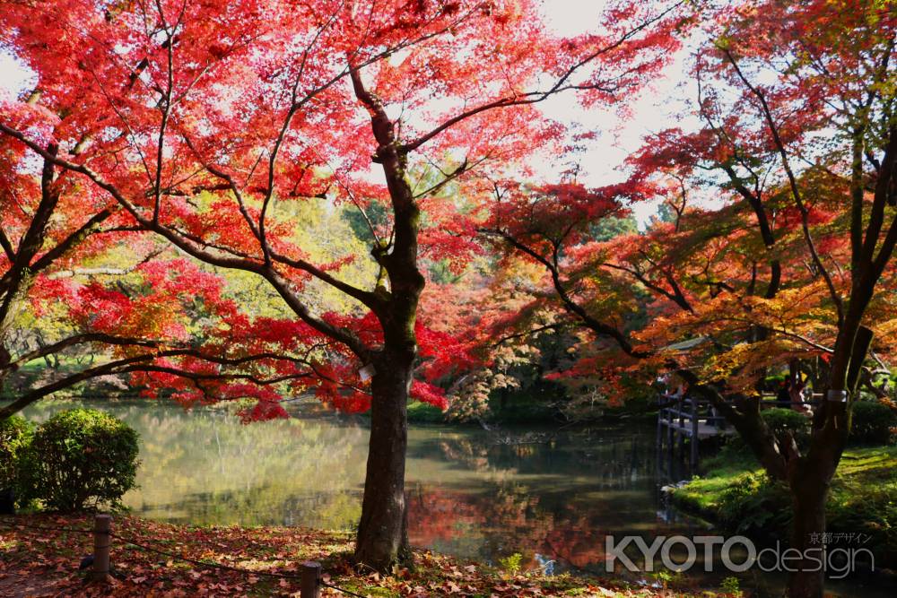 京都府立植物園の紅葉 ②