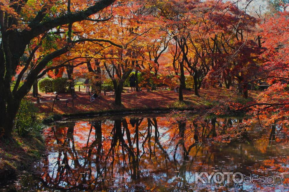 京都府立植物園の紅葉