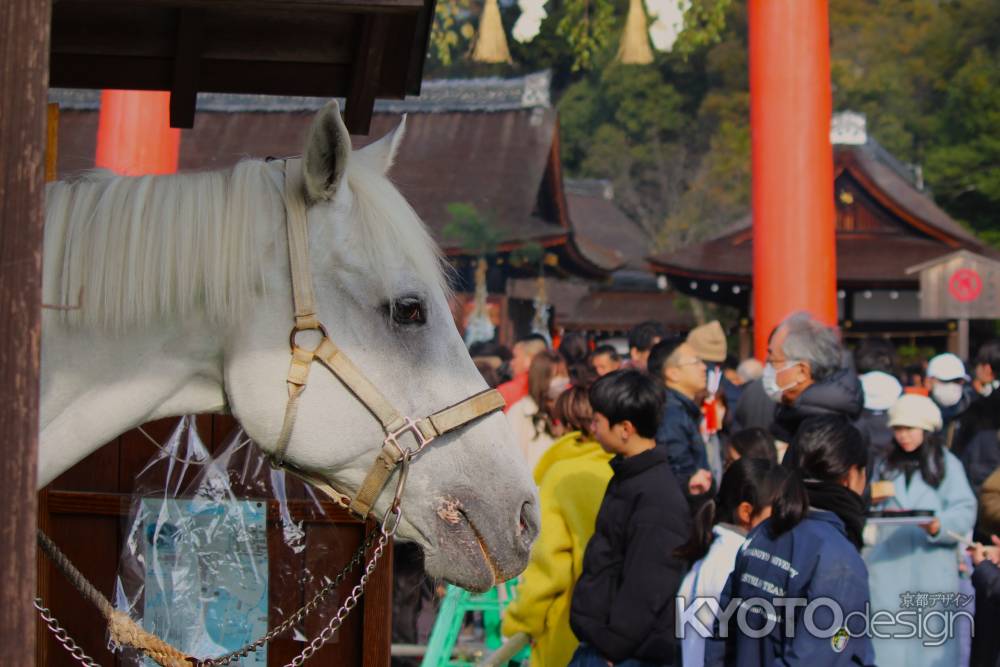 上賀茂神社　神馬　神山号