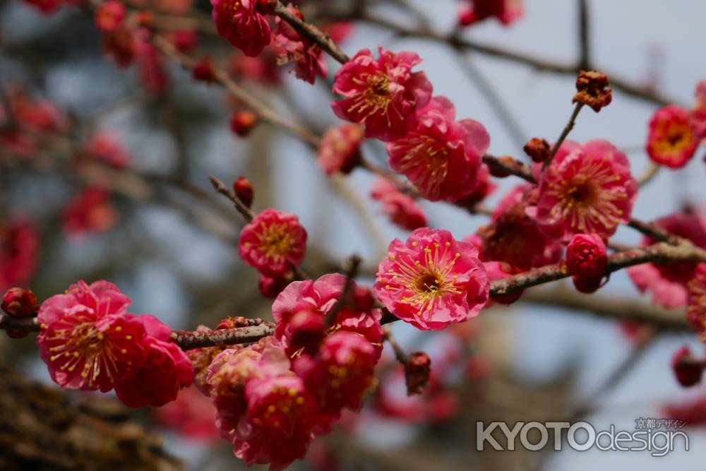 京都府立植物園　紅梅