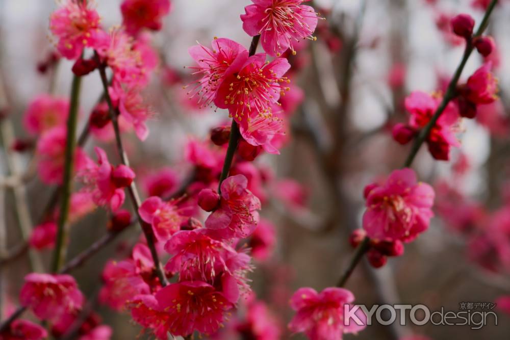 京都府立植物園　紅梅3