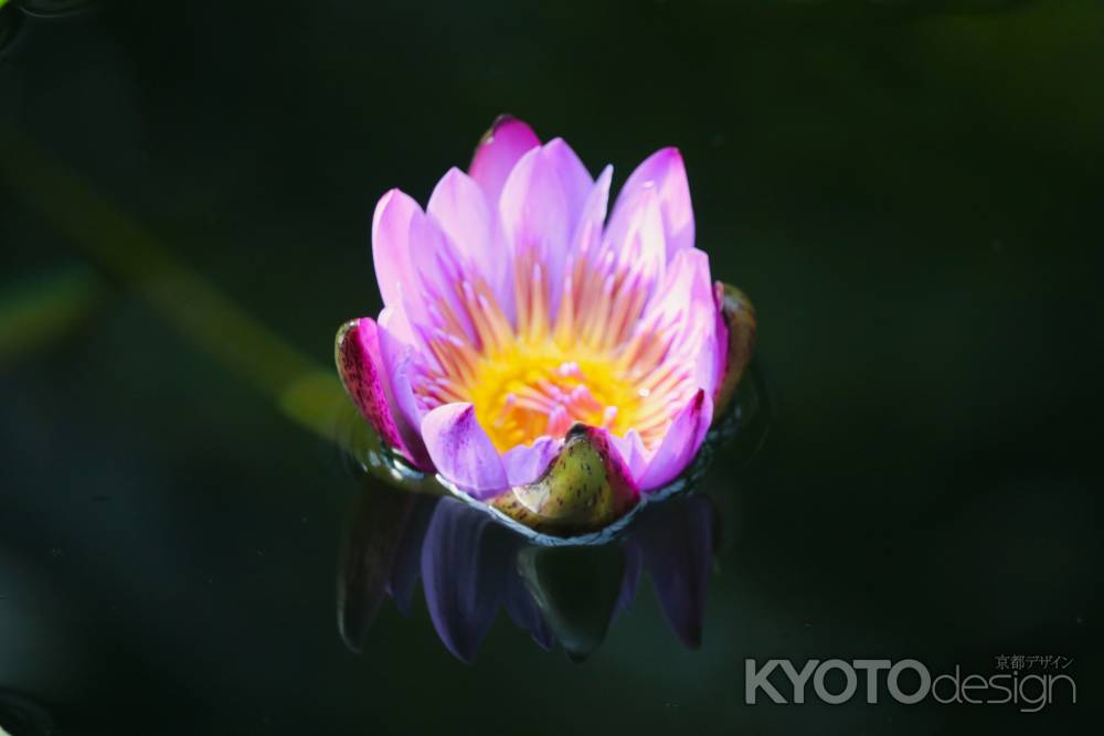 京都府立植物園　温室　熱帯睡蓮2
