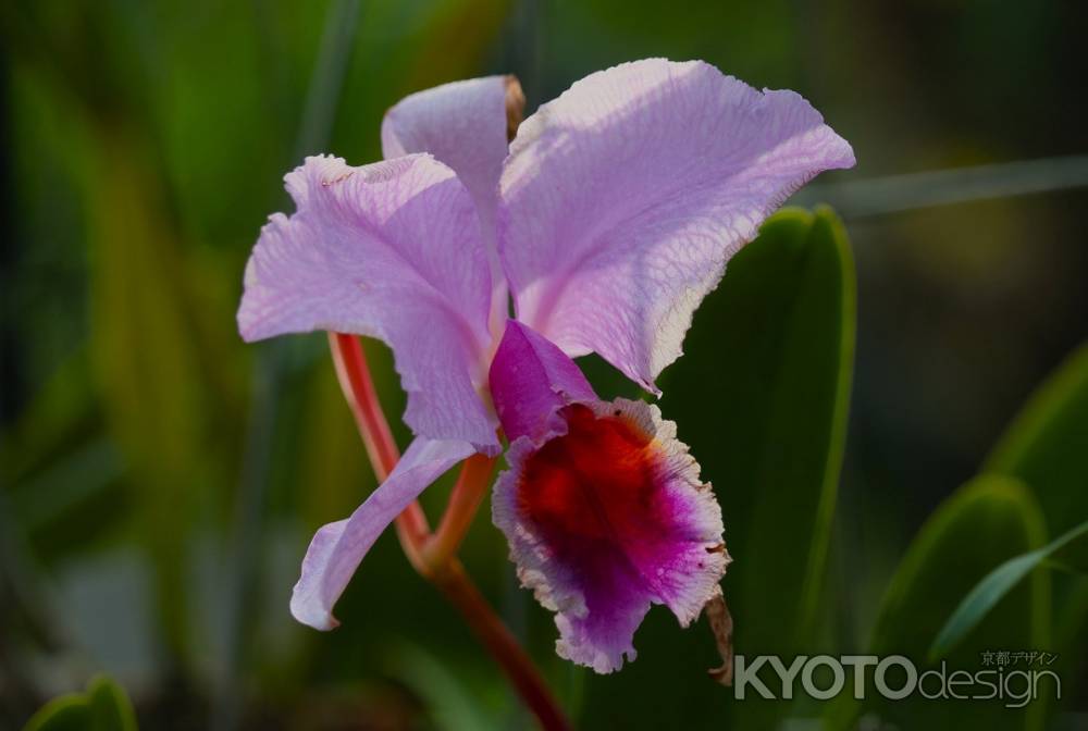 京都府立植物園　温室　ラン2