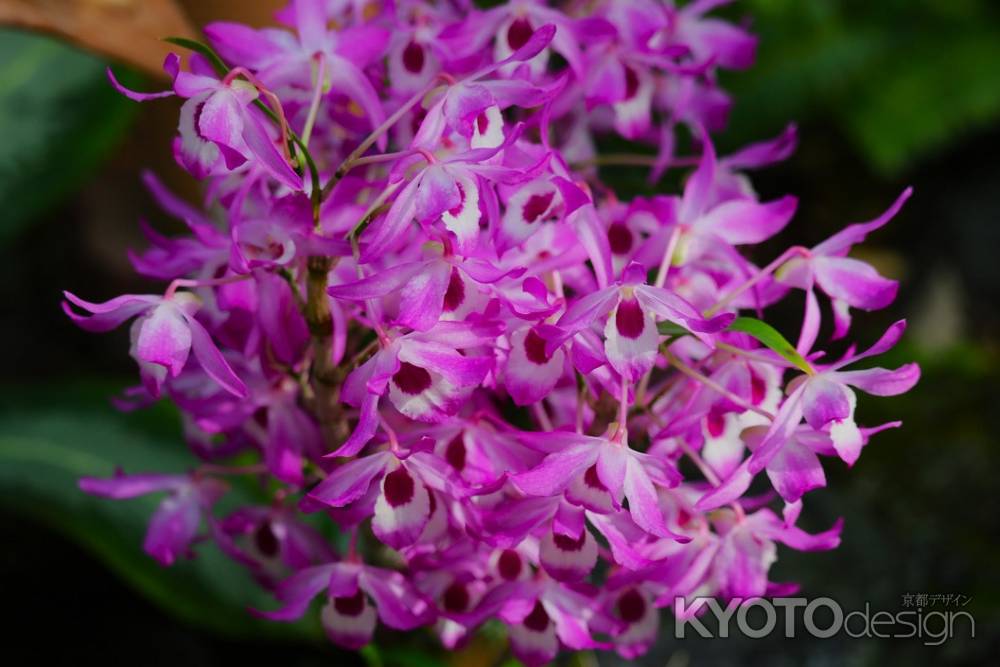 京都府立植物園　温室　ラン3