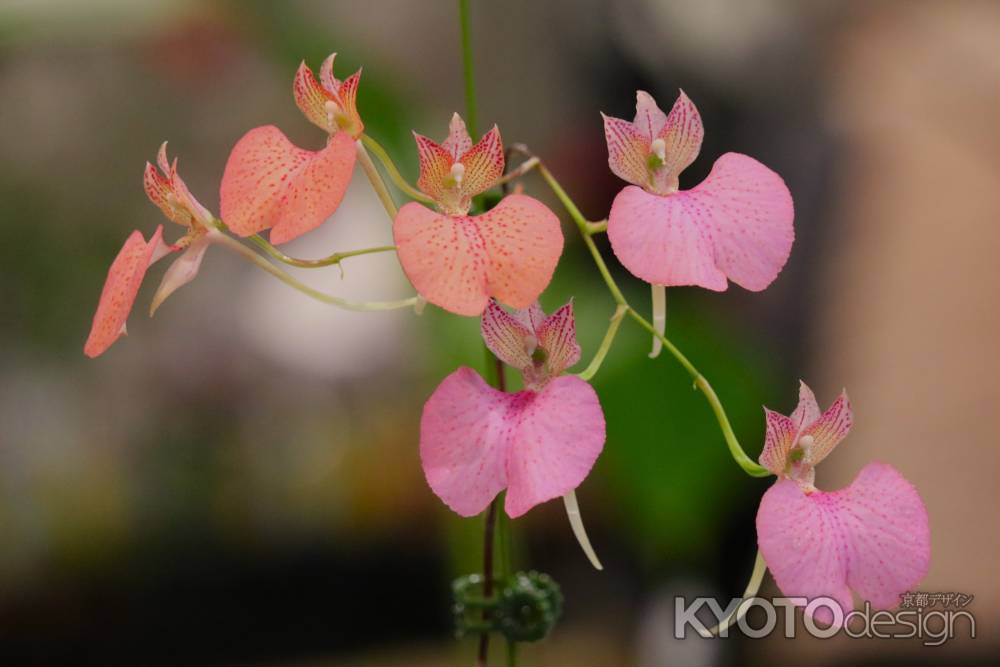 京都府立植物園　温室　ラン