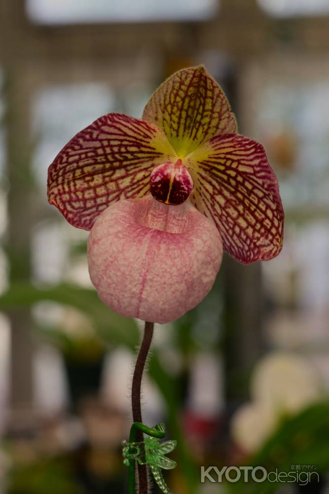 京都府立植物園　温室　ラン2