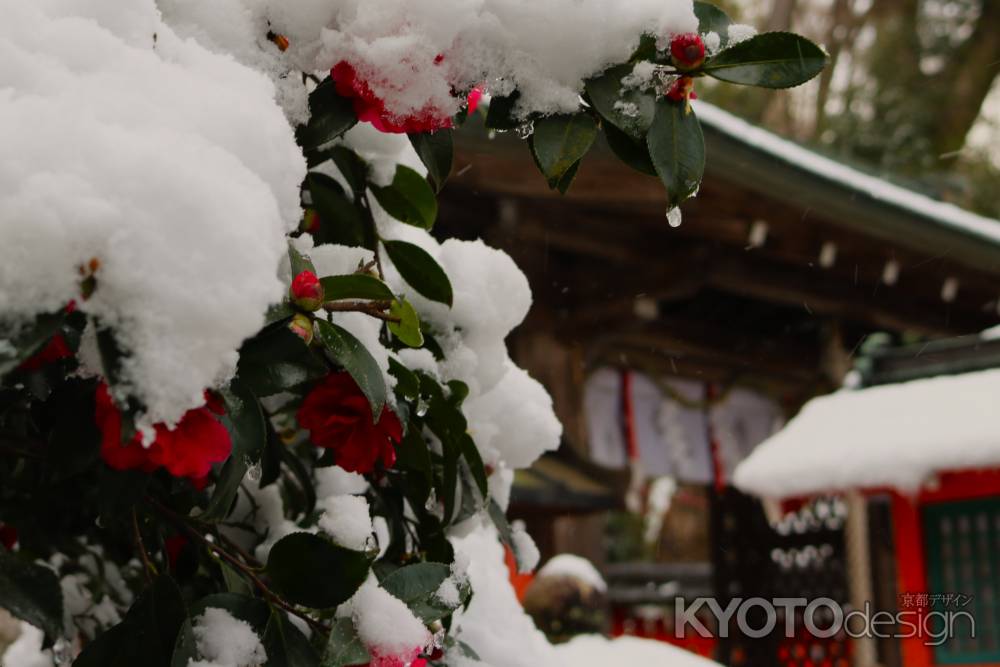 嵐山公園櫟谷宗像神社　サザンカ
