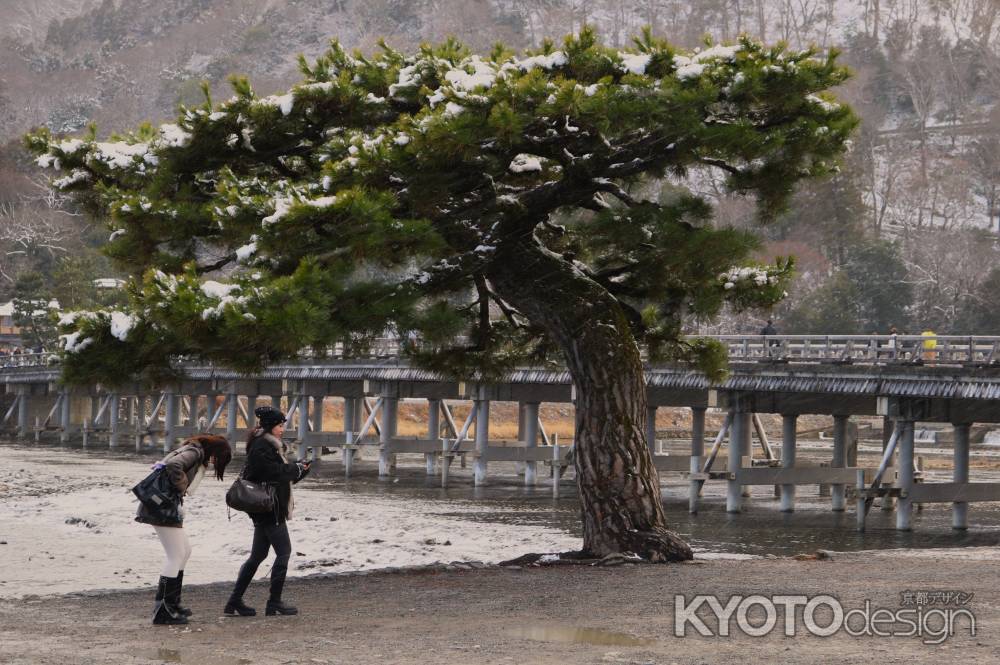 嵐山公園　渡月橋と五葉松