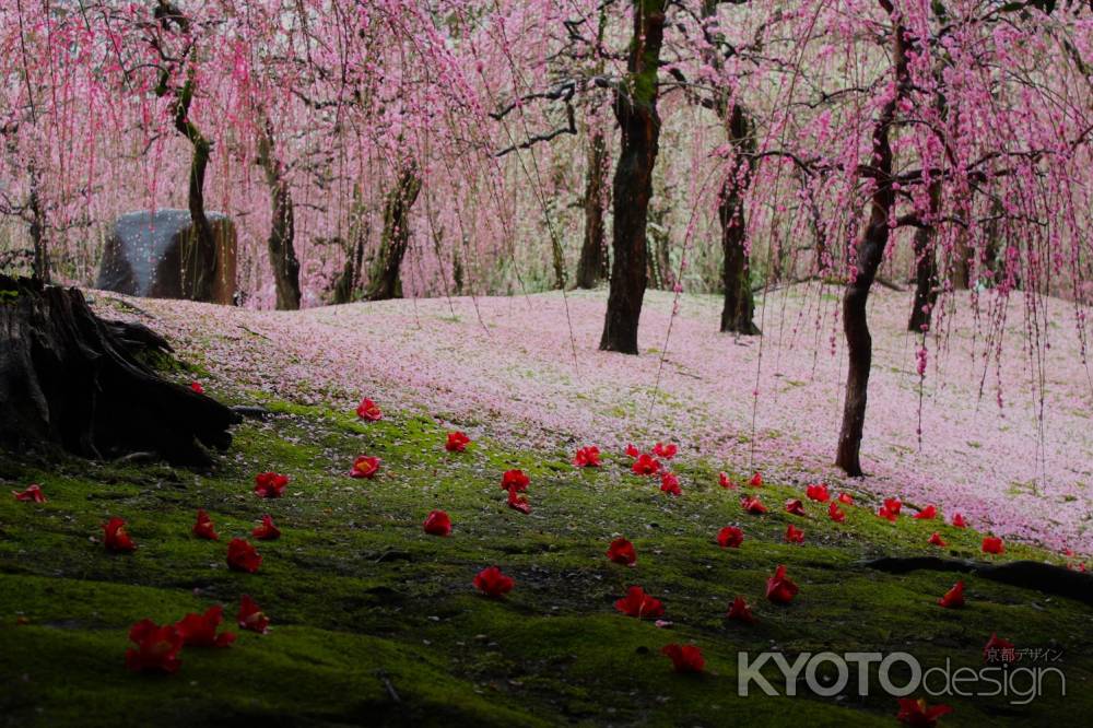 城南宮枝垂れ梅と椿まつり3