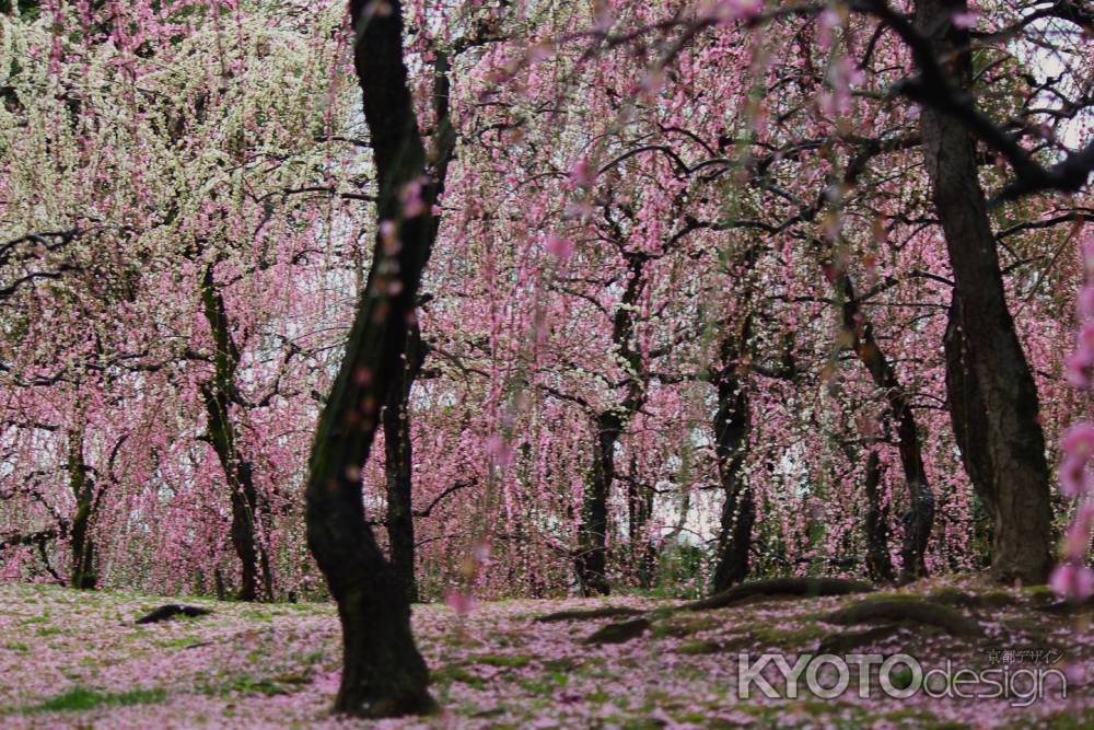 城南宮満開の枝垂れ梅