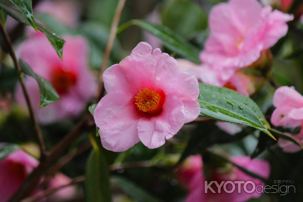 城南宮枝垂れ梅と椿まつり6