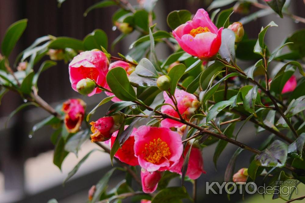 城南宮枝垂れ梅と椿まつり8